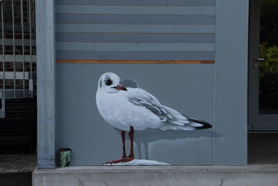 Pfälzer Ufer: Möwe